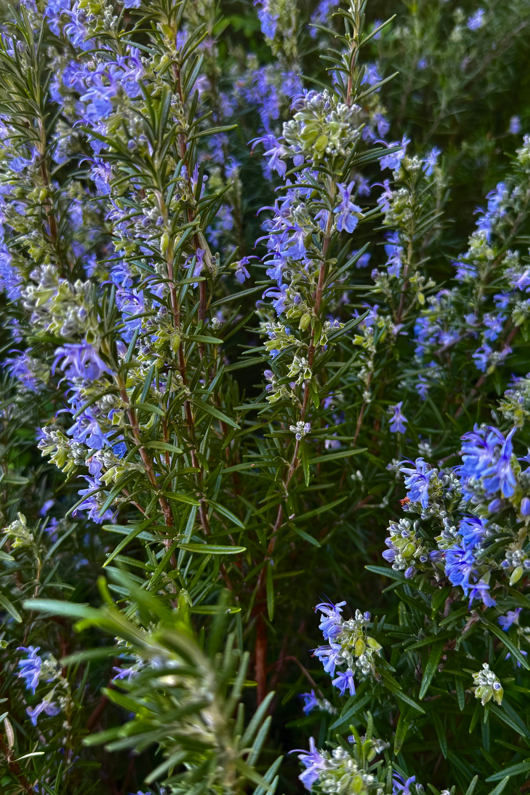 Gentle Nourishment of Whole Plant Skincare