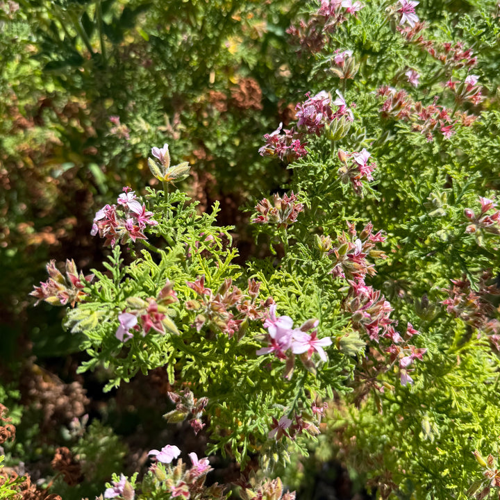 Rose Geranium Hydrosol | Single Origin + Farm Grown (Pre-order)