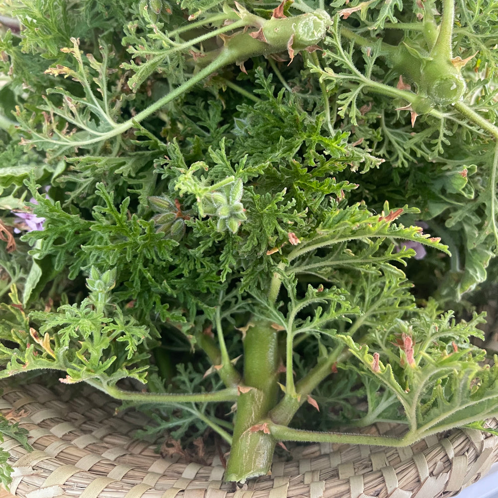 Rose Geranium Hydrosol Mäesi Apothecary
